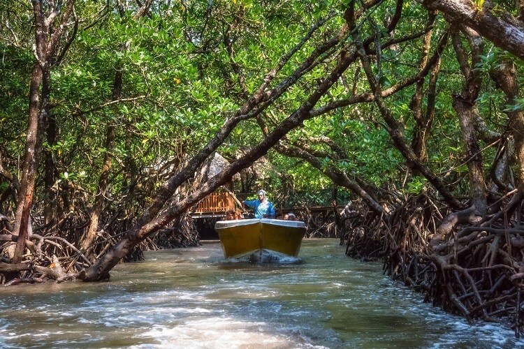 Mangrove Creek Tour